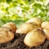 Како да изберете, зачувате и засадите компири од семе за голема жетва